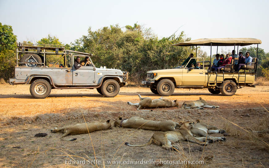 Wildlife image from photo safari with edward selfe.