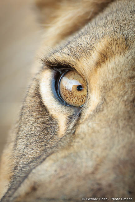 Wildlife image by edward selfe from photo safari in southern africa.