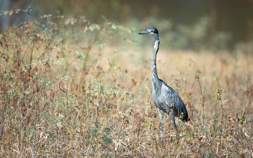 Wildlife image from photo safari with edward selfe in south luangwa national park.