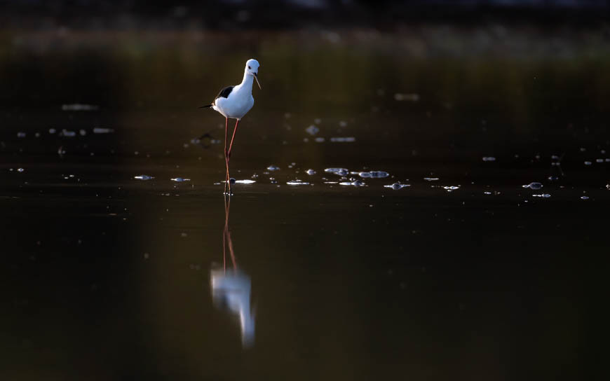 Images of wildlife from photo safari with edward selfe in south luangwa.