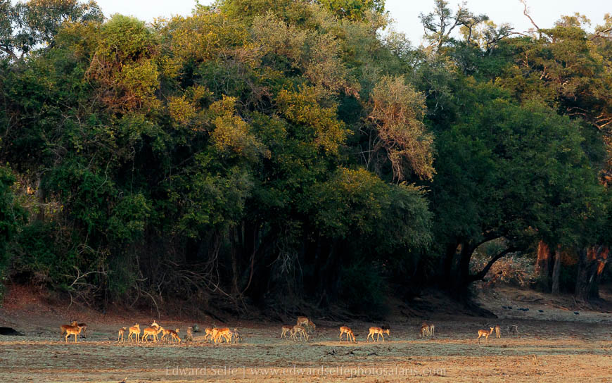 Wildlife image from photo safari with edward selfe in south luangwa national park.
