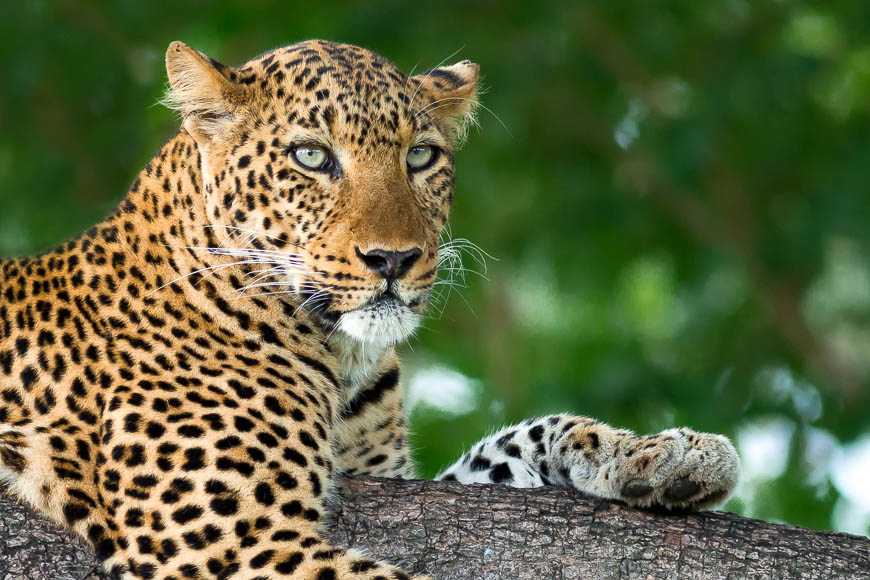 A leopard surveys her area in regal style in South Luangwa.
