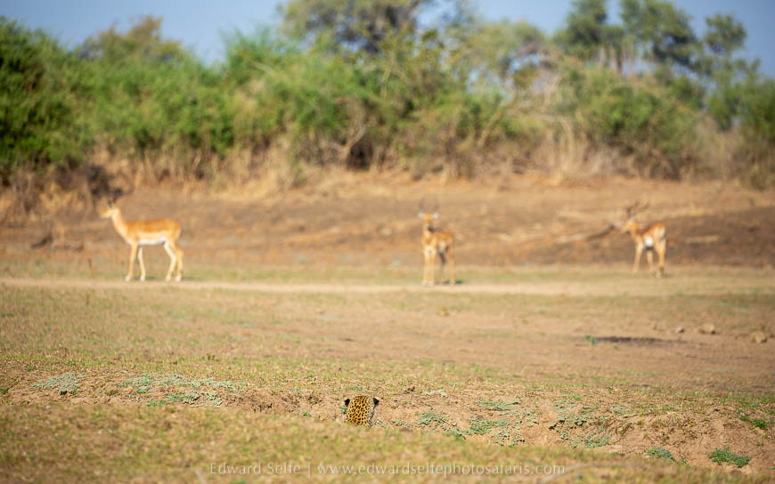 Wildlife image from photo safari with edward selfe in south luangwa national park.