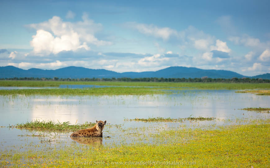 Wildlife image from photo safari with edward selfe.