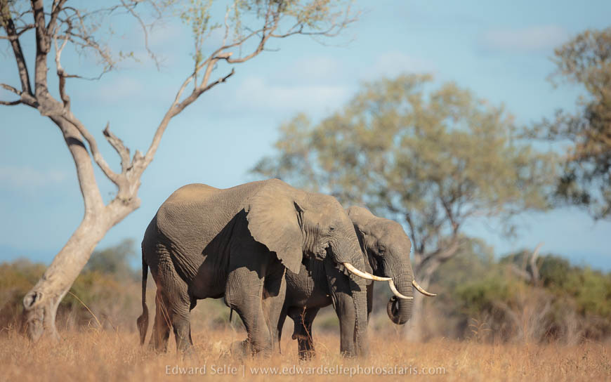 Bull elephants feeding on lion plain photo safari in south luangwa national park.