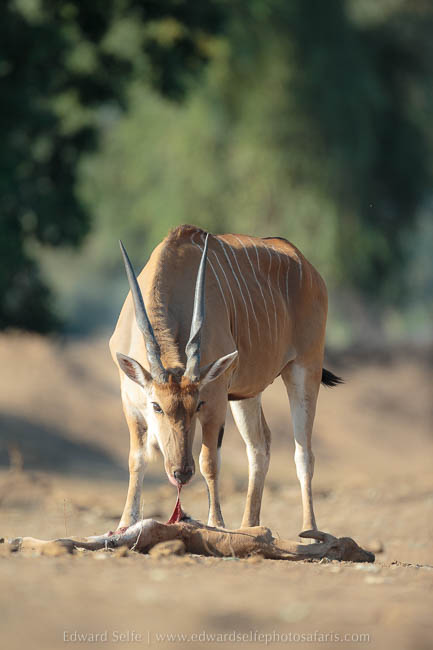 Wildlife image from photo safari with edward selfe safaris.