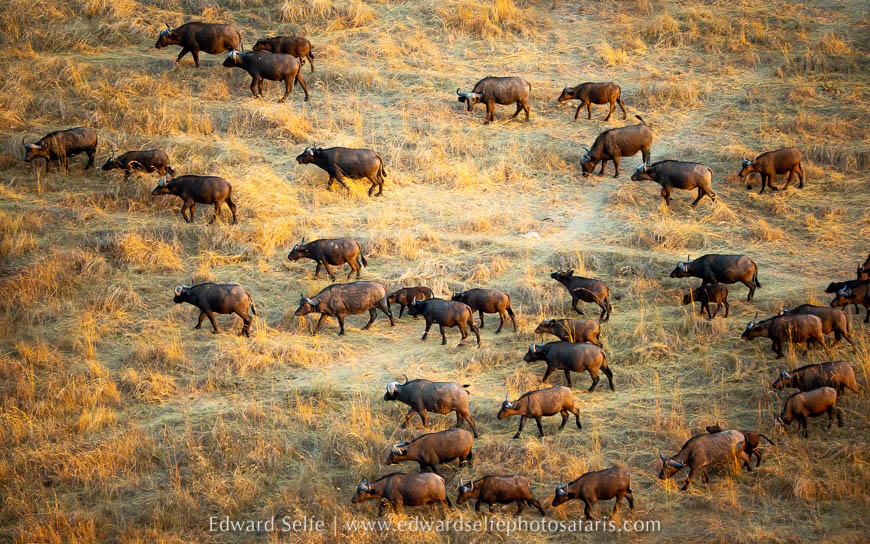Wildlife image from photo safari with edward selfe.