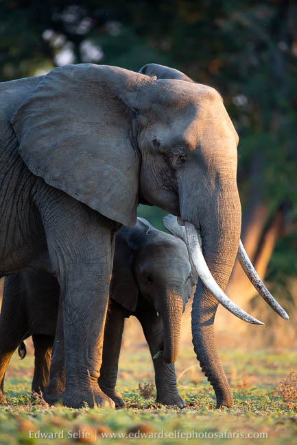 Wildlife image from photo safari with edward selfe.