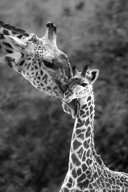Image from exclusive luangwa photo safari by edward selfe