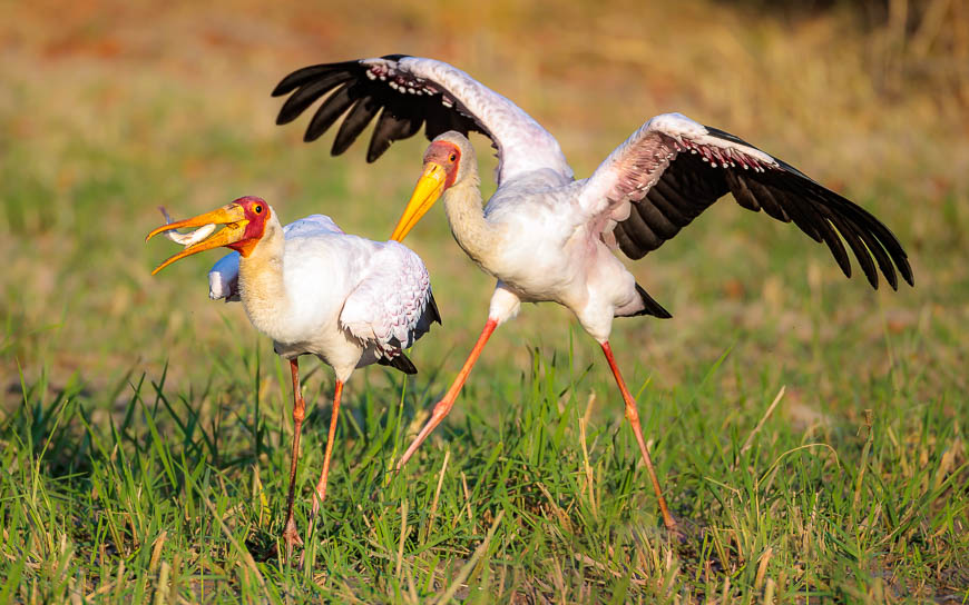 Images of wildlife from photo safari with edward selfe in south luangwa.