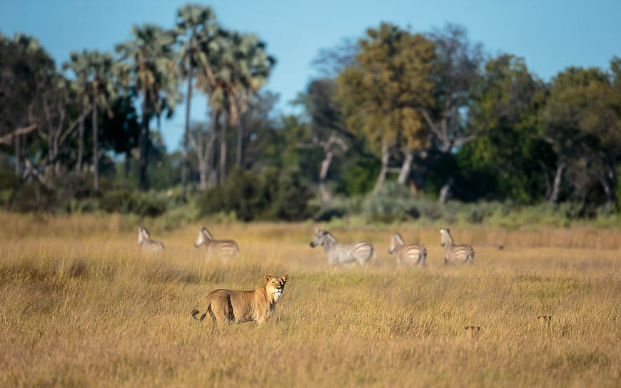 Images of wildlife from photo safari with edward selfe
