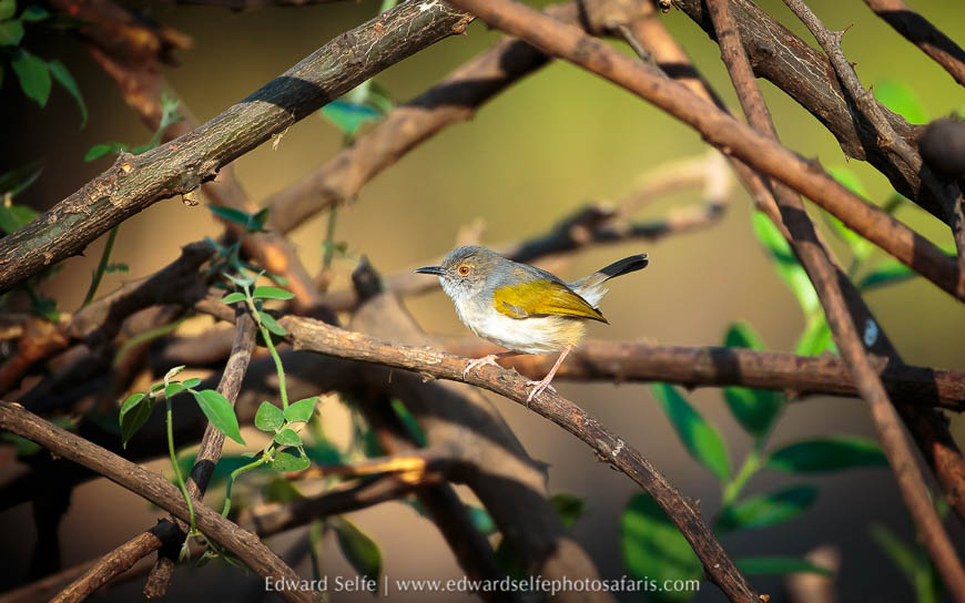 Wildlife image from photo safari with edward selfe.