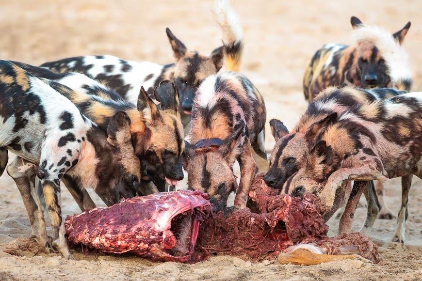 Images of wildlife from photo safari with edward selfe in south luangwa.