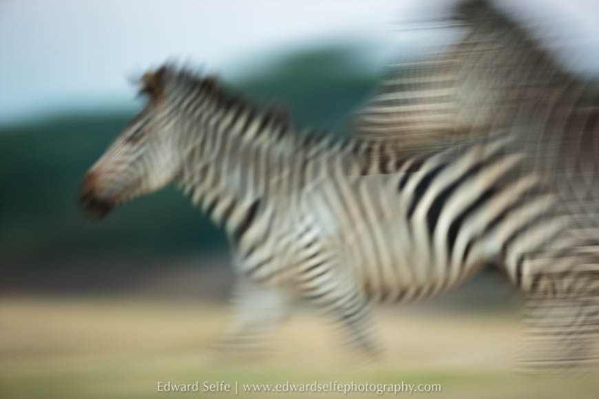 Panning blur shot of a zebra on photo safari in South Luangwa National Park.