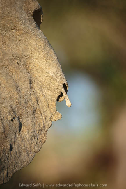 Wildlife image from a photo safari with edward selfe.