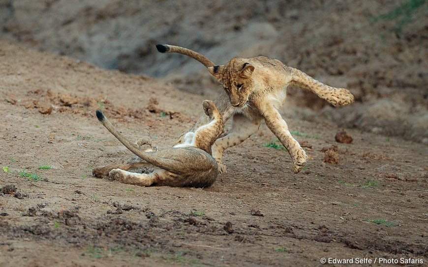 Wildlife image by edward selfe to illustrate the importance of a good background in shot.