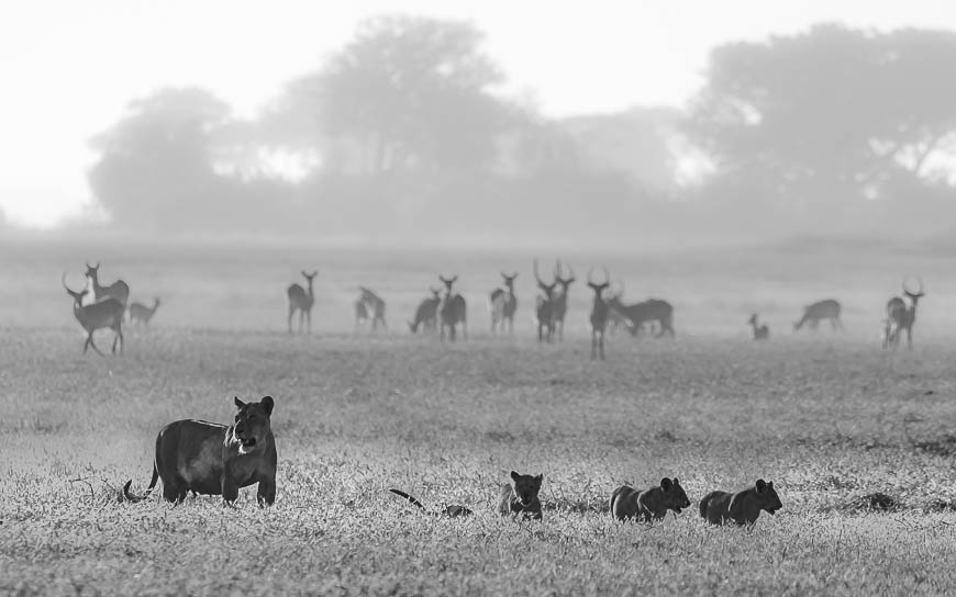 Images of wildlife from photo safari with edward selfe in zambia.