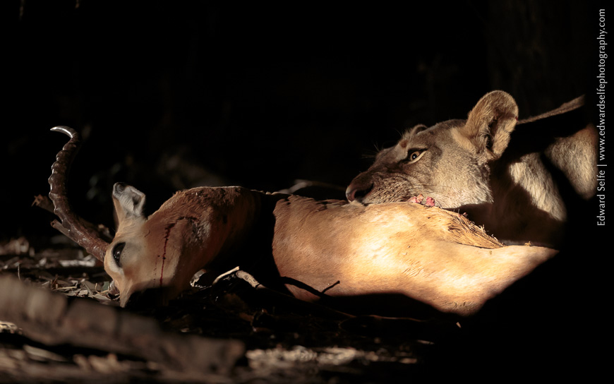 A lioness feeds on an impala carcass in South Luangwa.