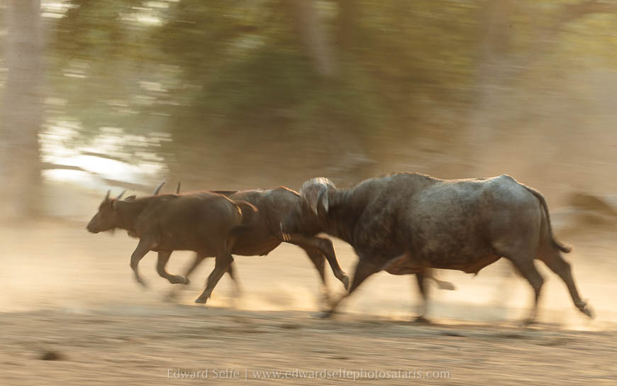 Wildlife image from photo safari with edward selfe in south luangwa national park.