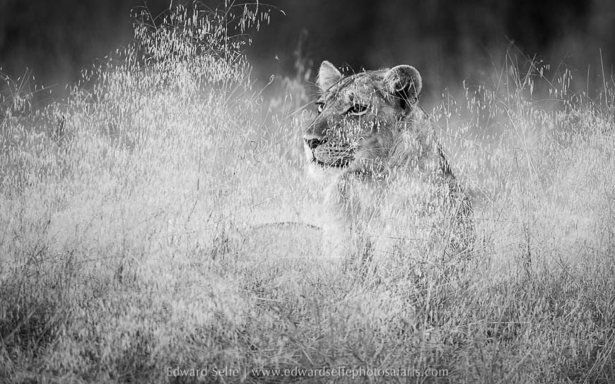 Wildlife image from photo safari with edward selfe in south luangwa national park.