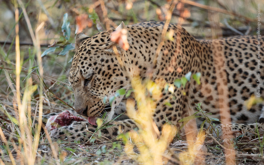 A young leopard feeds on the remains of the baboon that it has killed in the night.