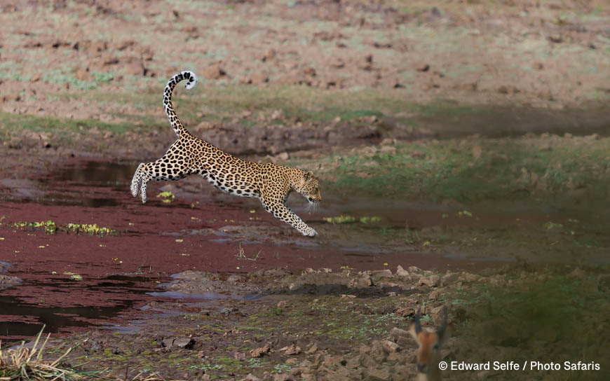 Wildlife image by edward selfe as part of a sequence leopard jumping across channel.