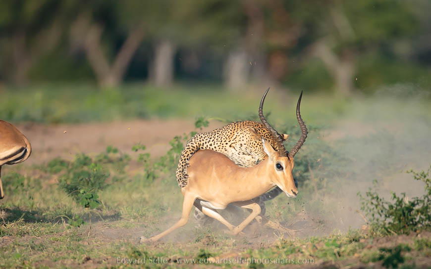 Wildlife image from photo safari with edward selfe.