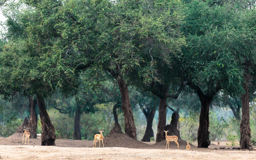 Wildlife image from photo safari with edward selfe safaris.