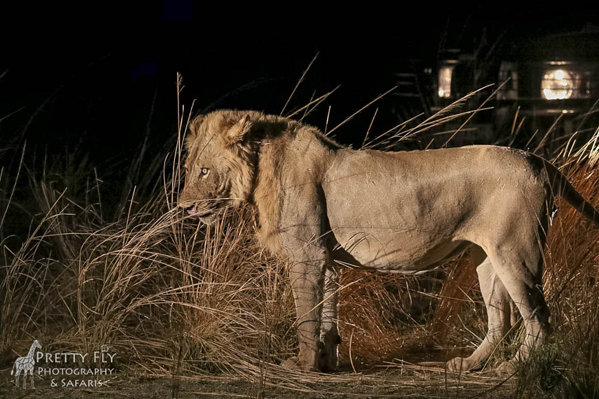 Wildlife image from photo safari with edward selfe in south luangwa national park.
