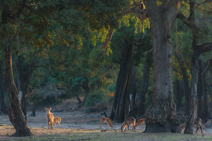 Images of wildlife from photo safari with edward selfe in the nsefu sector.