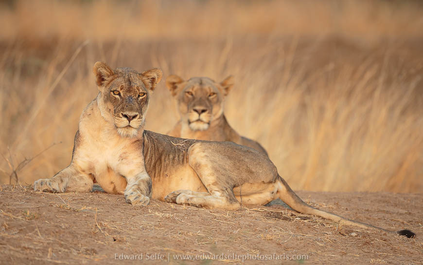 Wildlife image on photo safari with edward selfe in south luangwa national park.