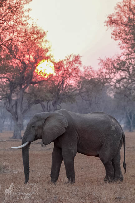 Wildlife image from photo safari with edward selfe in south luangwa national park.