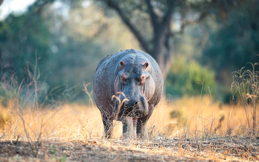 Wildlife image from photo safari with edward selfe in south luangwa national park.