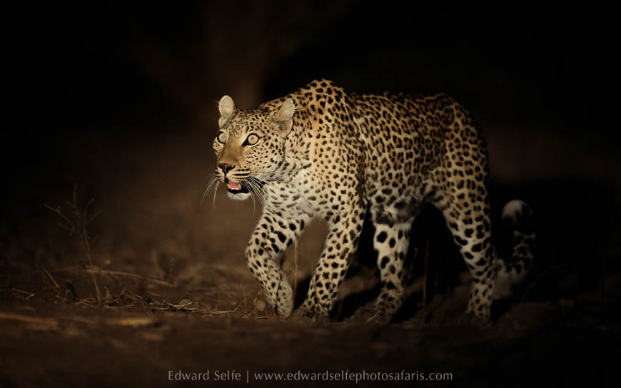 Wildlife image from photo safari with edward selfe in south luangwa national park.