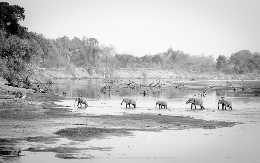 Elephants cross the river in Luangwa.