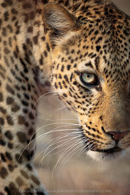 Wildlife image from photo safari with edward selfe in south luangwa national park.
