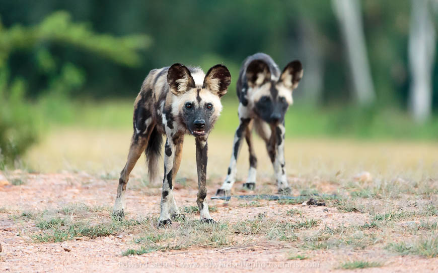 Wildlife image from photo safari with edward selfe.