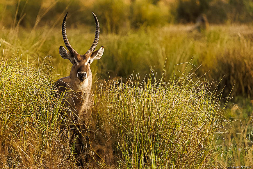 Andre erlichs image of wildlife from photo safari with edward selfe in zambia.