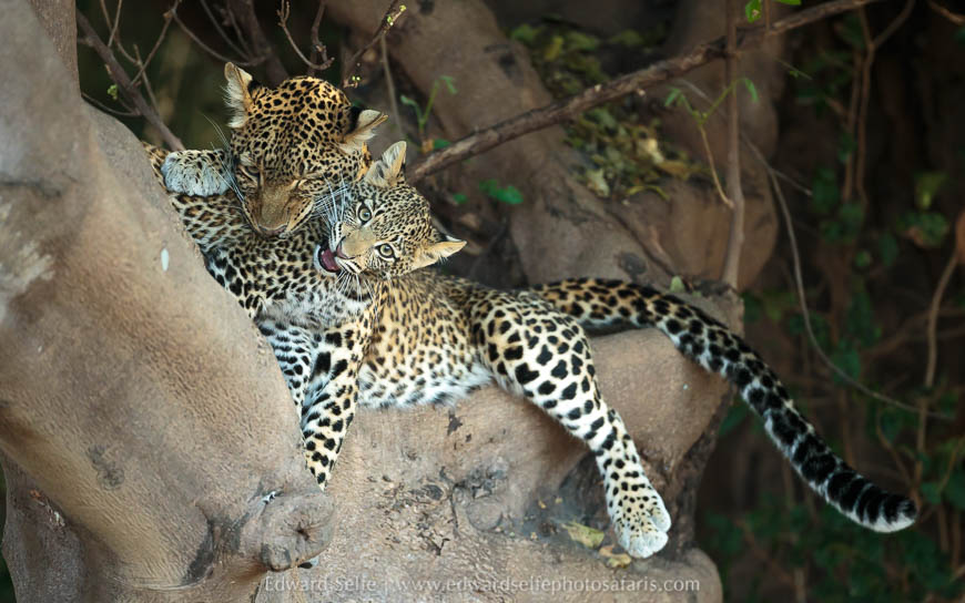 Wildlife image from a photo safari with edward selfe.