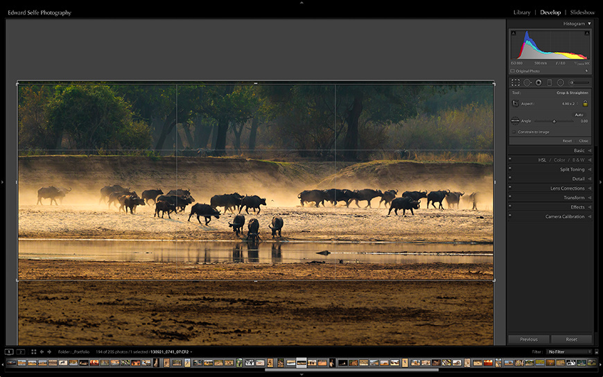 Applying a crop to an image of buffalos drinking at the Luangwa River.
