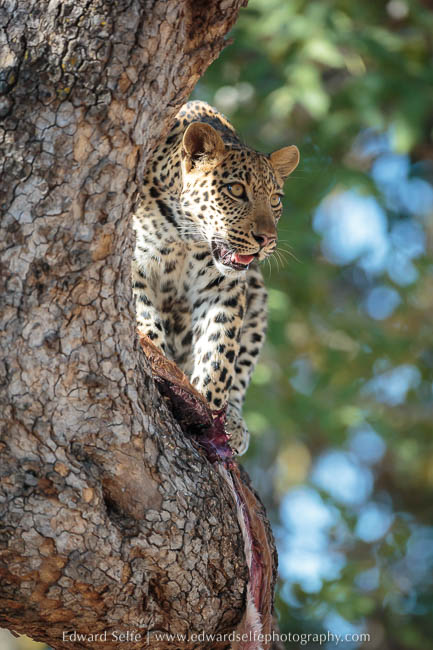 A young leopard feeds on a carcass in rain tree photo safari south luangwa national park.