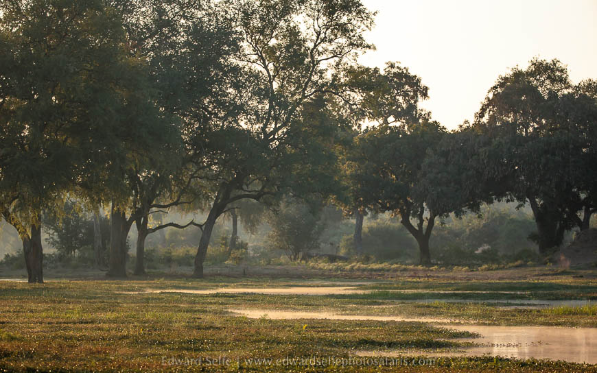Wildlife image from photo safari with edward selfe.