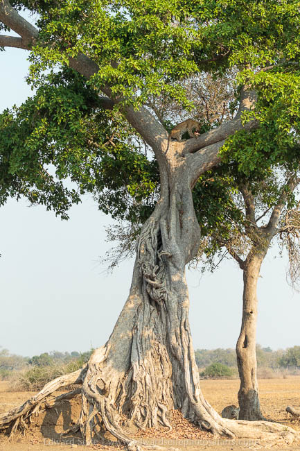 Wildlife image from photo safari with edward selfe in south luangwa national park.