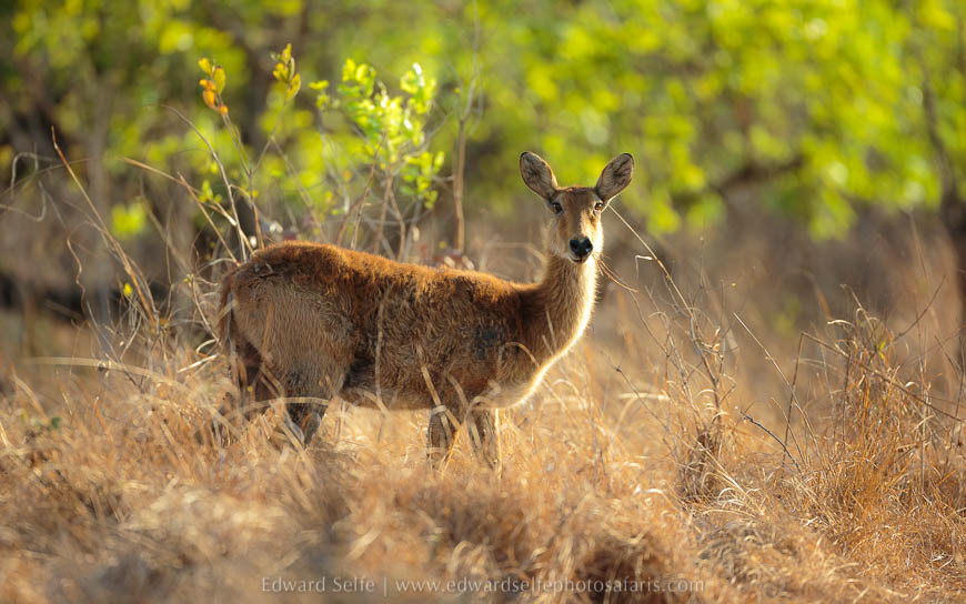 Wildlife image from photo safari with edward selfe safaris.