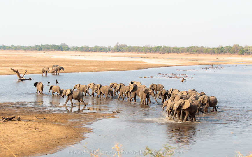 Wildlife image from photo safari with edward selfe in south luangwa national park.
