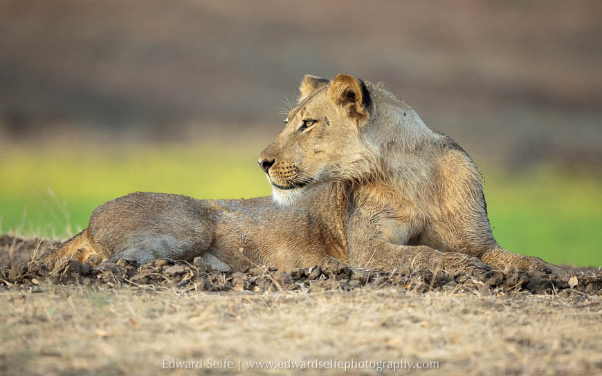 A lion against the green vegetation of a lagoon on photo safari in south luangwa national park.