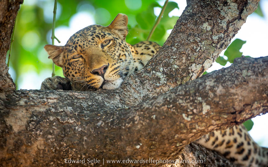 Wildlife image from photo safari with edward selfe.
