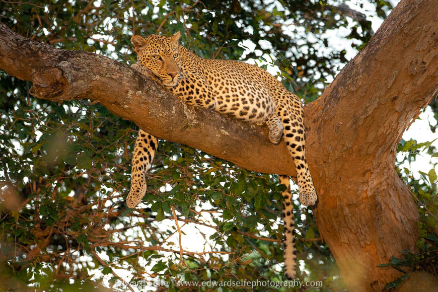 Resting leopard on photo safari in South Luangwa National Park.