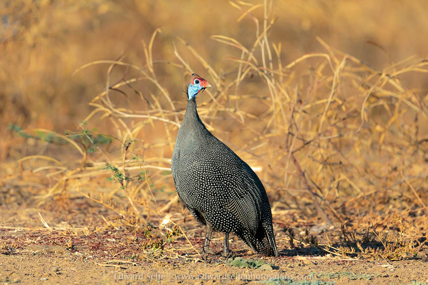 Wildlife image from a photo safari with edward selfe.