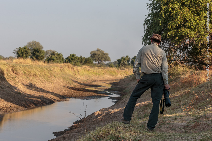 Overlooking a gully where a herd of buffalo are approaching.